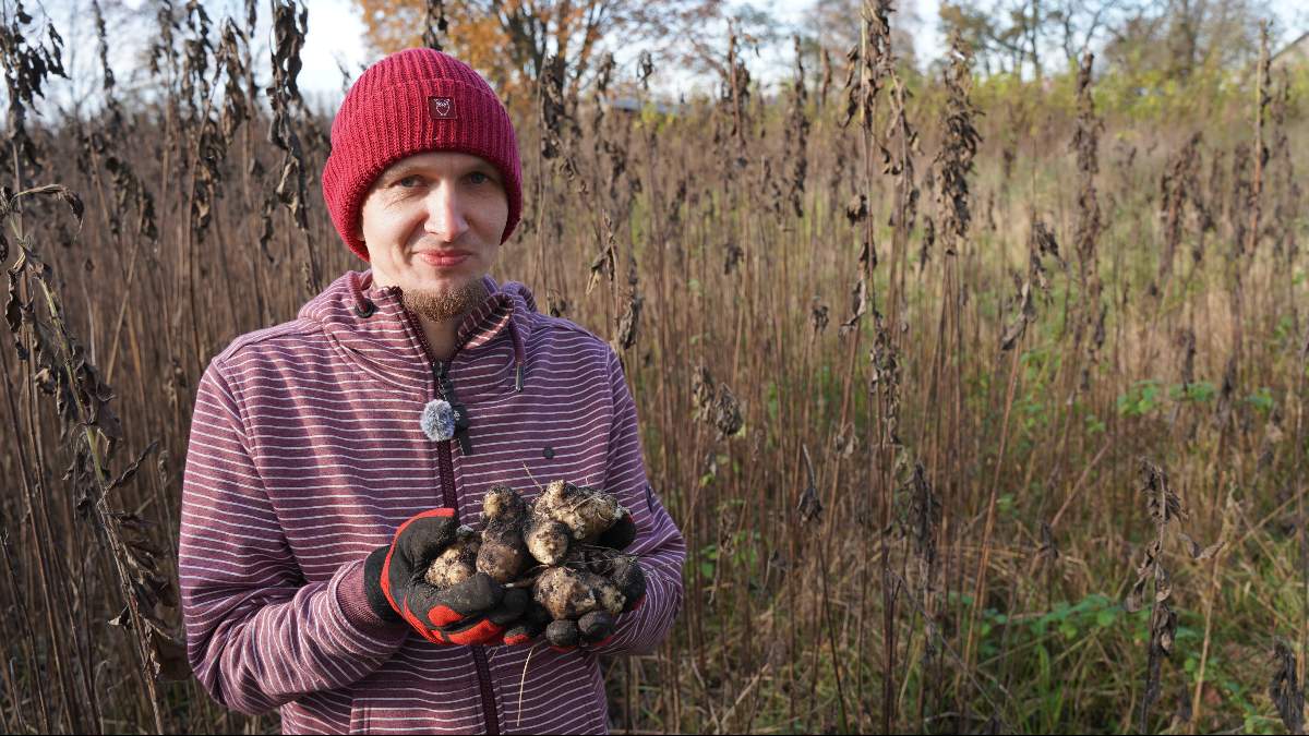 Kasjan Mikołajczyk z Józefowa uprawia topinambur