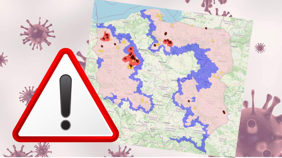 Liczba ognisk SF u dzików z tygodnia na tydzień rośnie w szybkim tempie