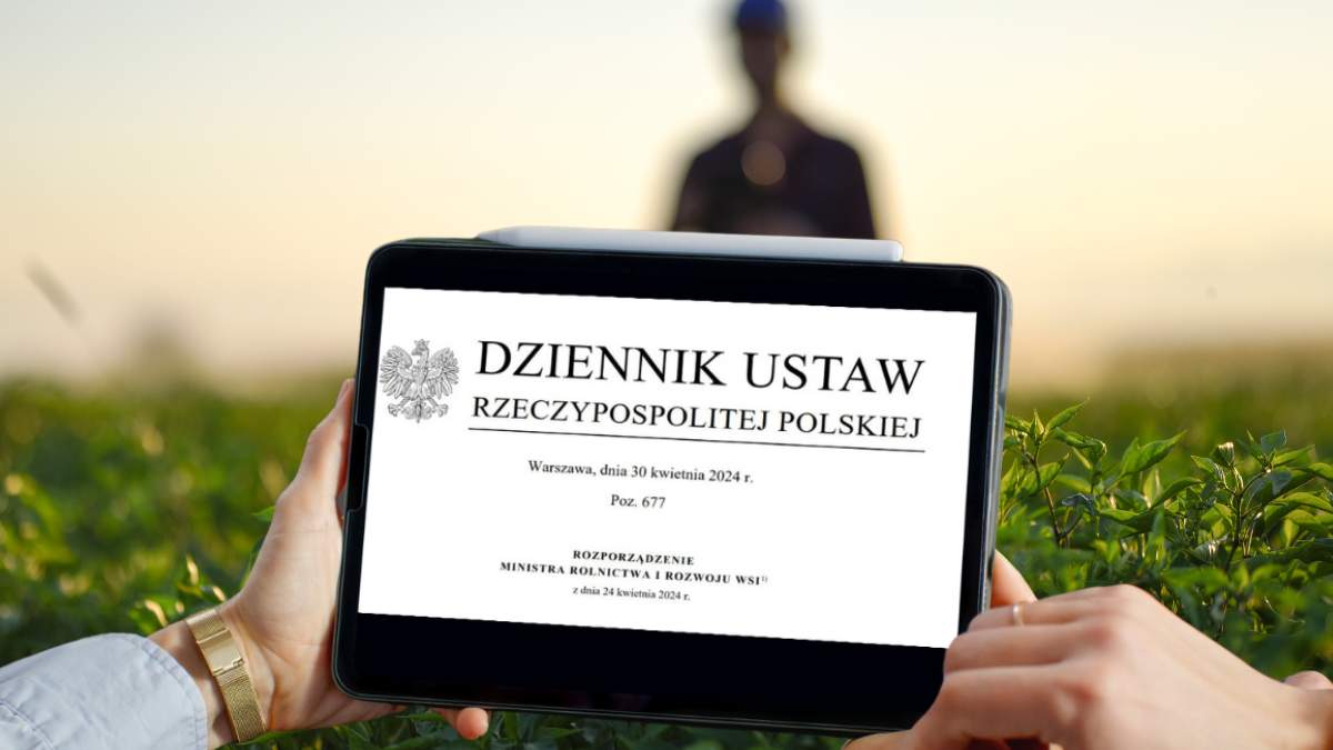 Od końca kwietnia obowiązują w Polsce nowe - aktualne - przepisy w sprawie "środków podejmowanych w związku z wystąpieniem afrykańskiego pomoru świń".