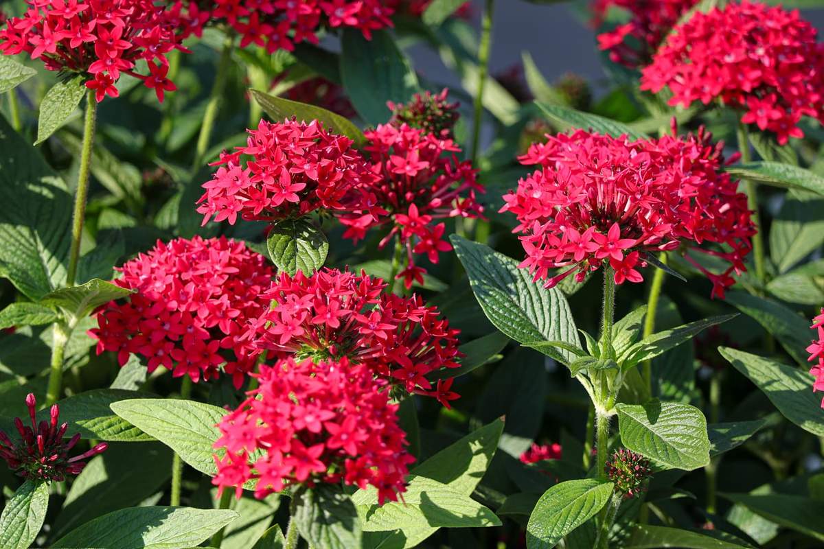 Piętak lancetowaty może zastąpić hortensję lub pelargonię