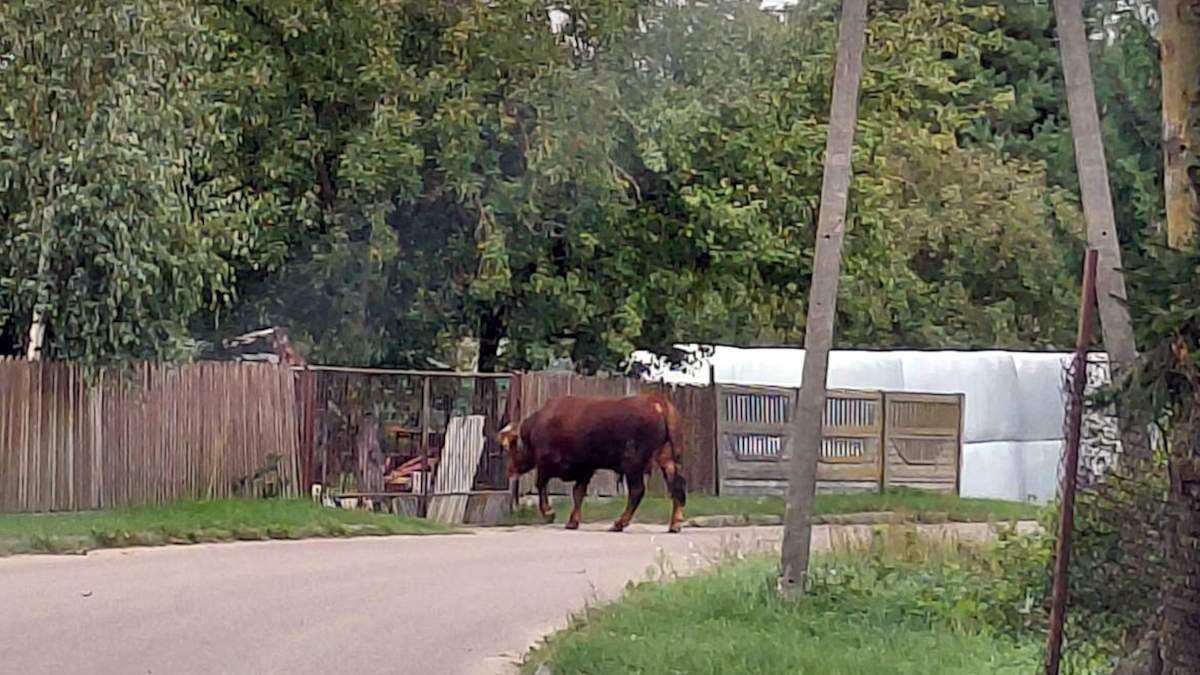 700-kilogramowy byk zerwał się z łańcucha. Pobudzony wybiegł na ulicę