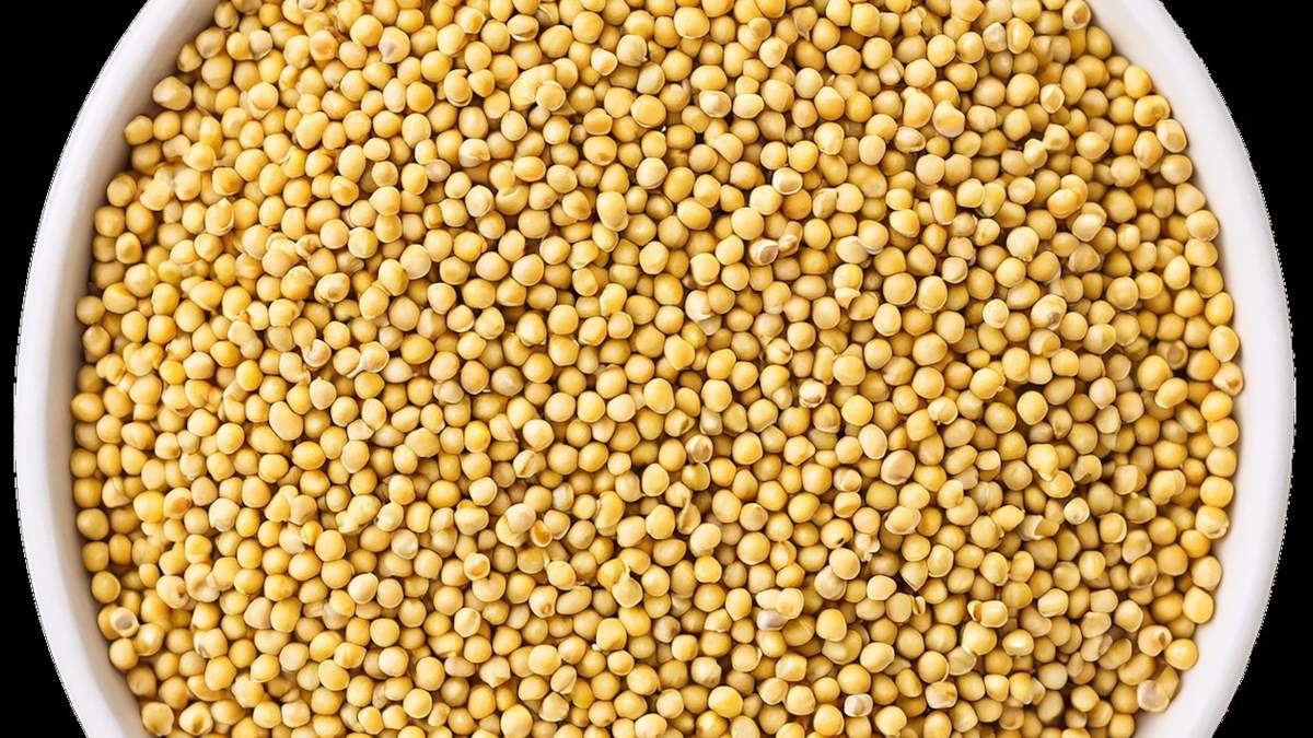 Zablokowano 21 ton gorczycy ze szkodnikami