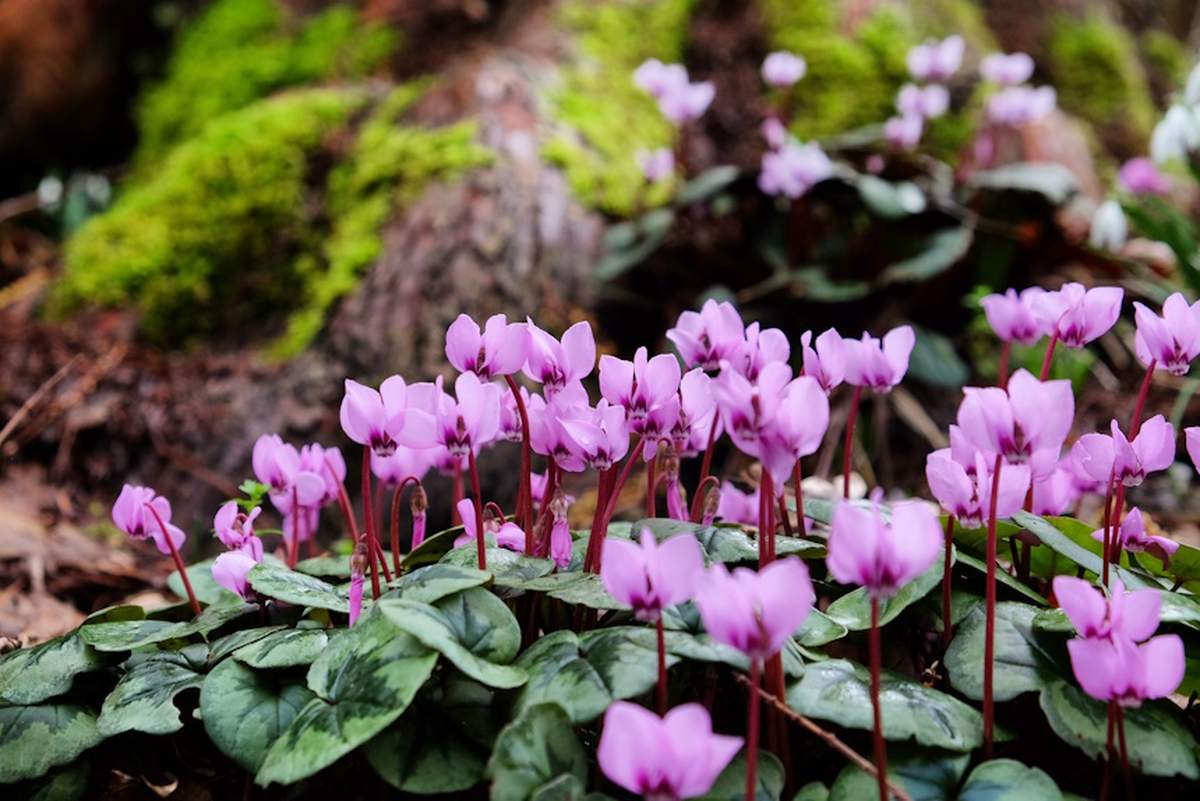 Niektóre odmiany cyklamenów dyskowatych znoszą temperatury nawet do -23 stopni Celsjusza