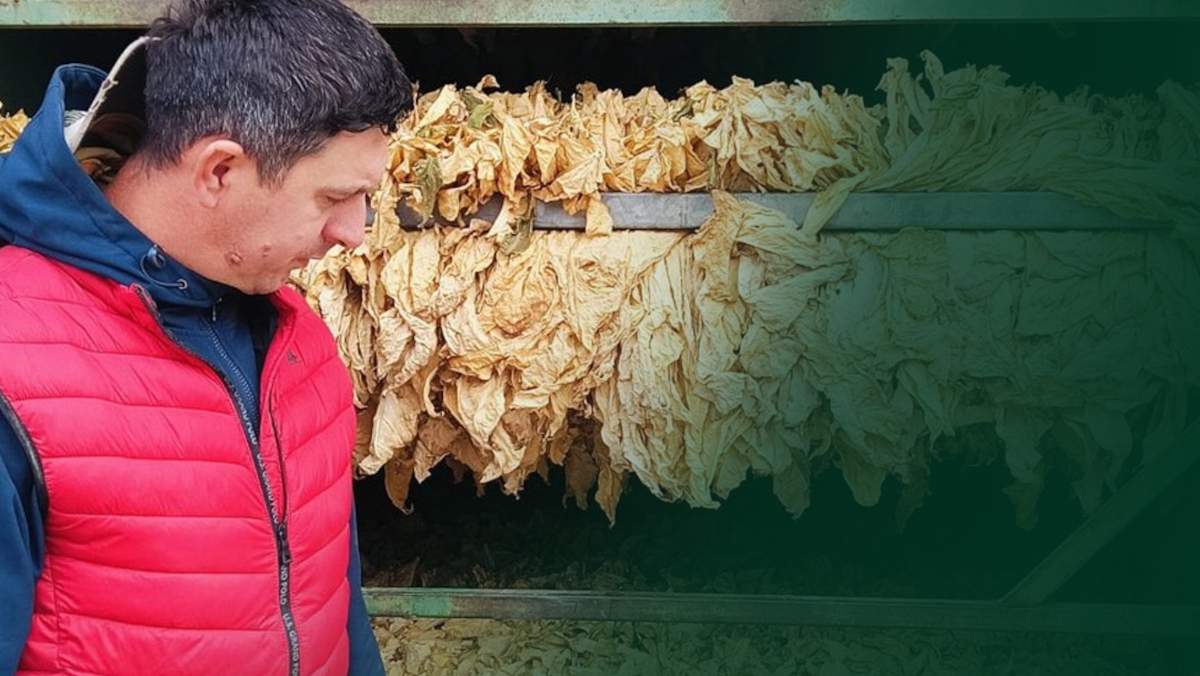 Dzisiaj plantatorzy tytoniu najadą na Warszawę