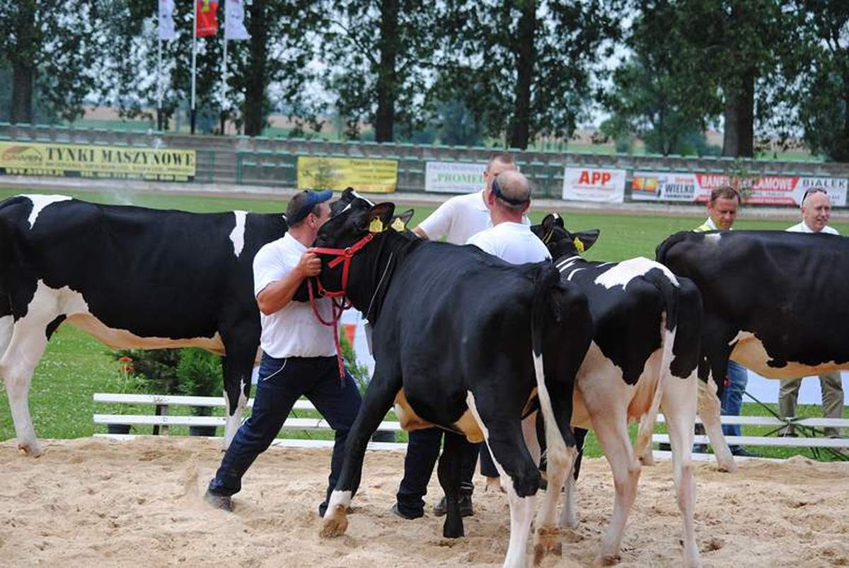Wystawa Zwierząt Hodowlanych w Pudliszkach 2018