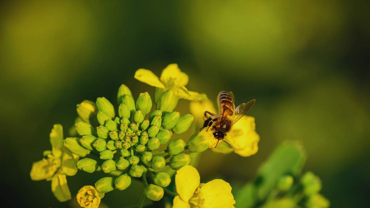 Odmiany rzepaku na nowy sezon: Co poleca branża nasienna?