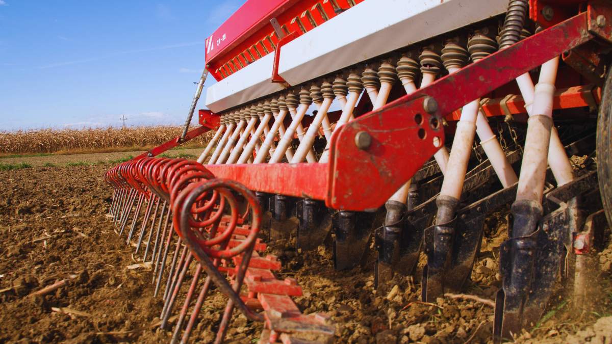 Siew zbóż po 15 listopada