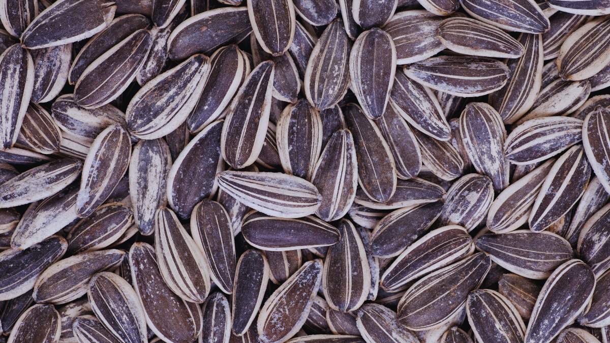 Jakie plony słonecznika w 2025 r.?