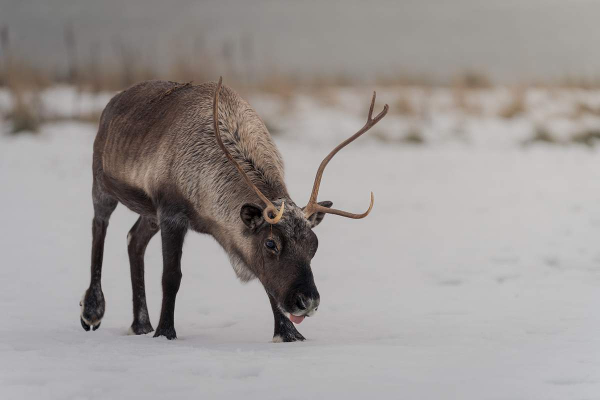 Z powodu decyzji lokalnych władz właścicielka stada reniferów może stracić swoje zwierzęta