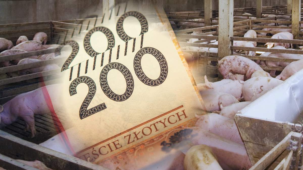Decyzja o cłach nałożonych przez Pekin spowoduje poważne szkody dla europejskich producentów trzody chlewnej, szczególnie w tych państwach członkowskich, które są najbardziej aktywne na rynku chińskim.