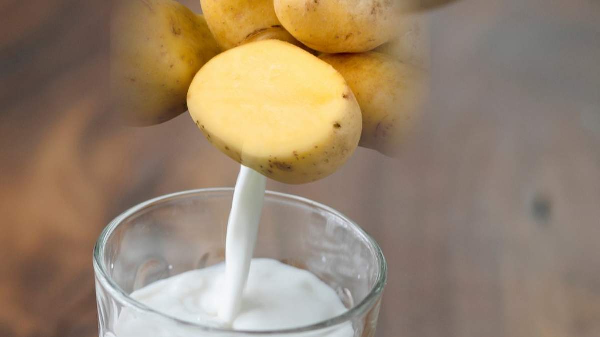 Mleko z ziemniaka? Rolnictwo molekularne otwiera nowe rynki dla plantatorów