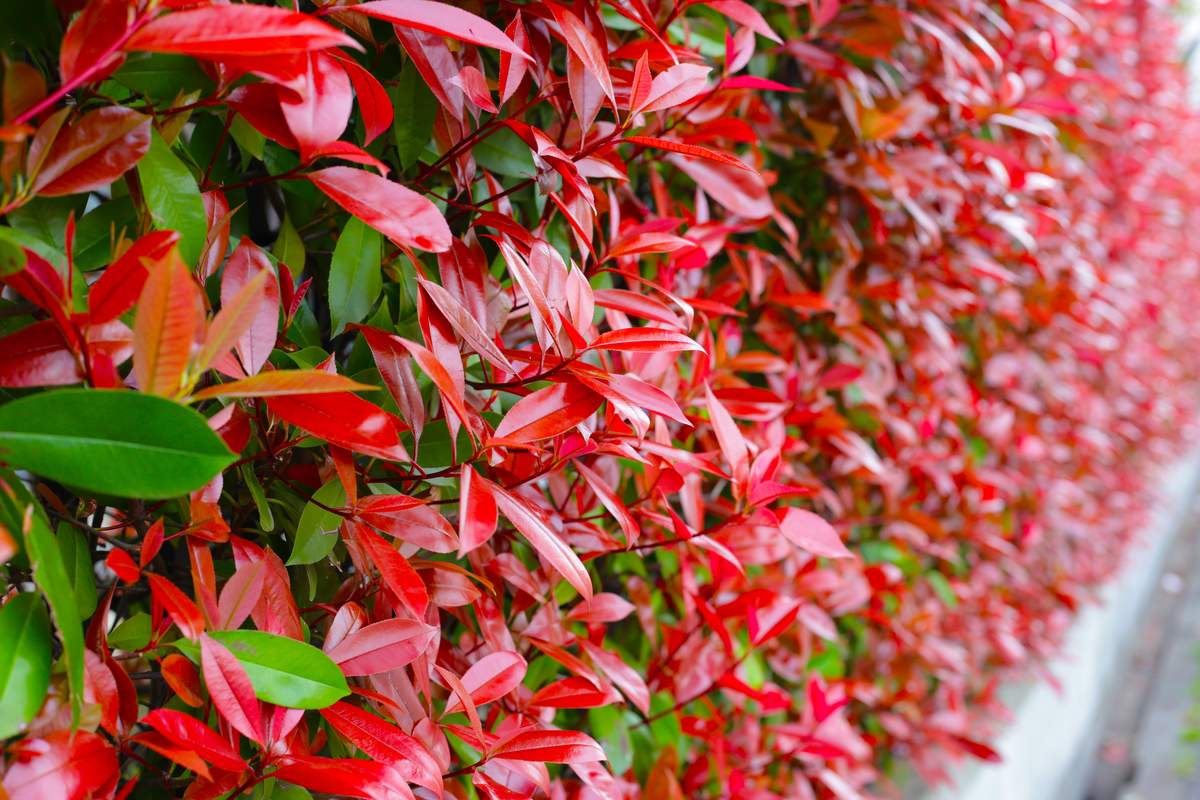 Głogownik zachwyca wyglądem