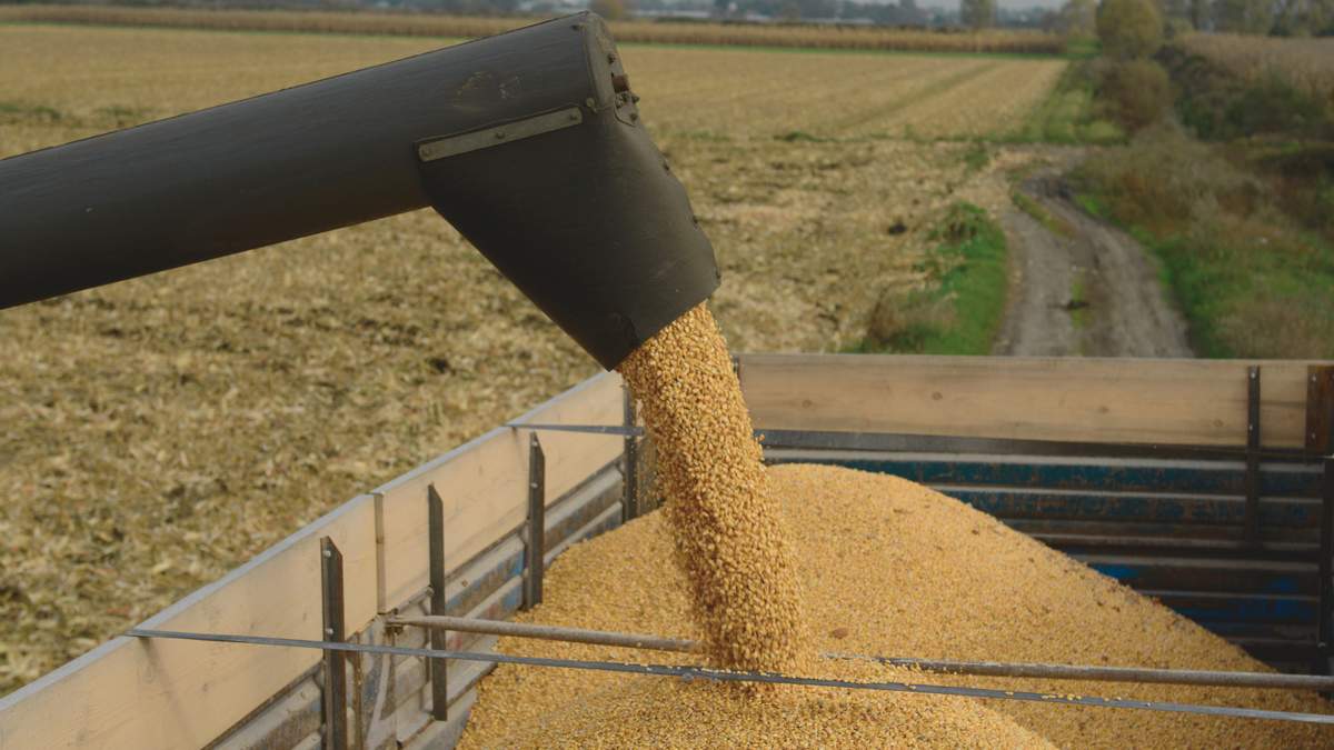 Żniwa kukurydziane trwają i póki co, końca nie widać.