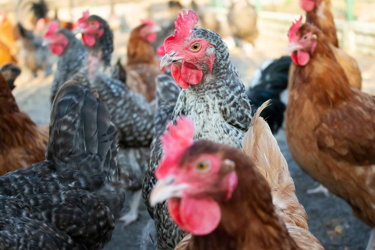 Jesienią br. odnotowano duży wzrost zgłoszonych przypadków ptasiej grypy. Według EFSA było ich najwięcej od co najmniej 2016 r. 