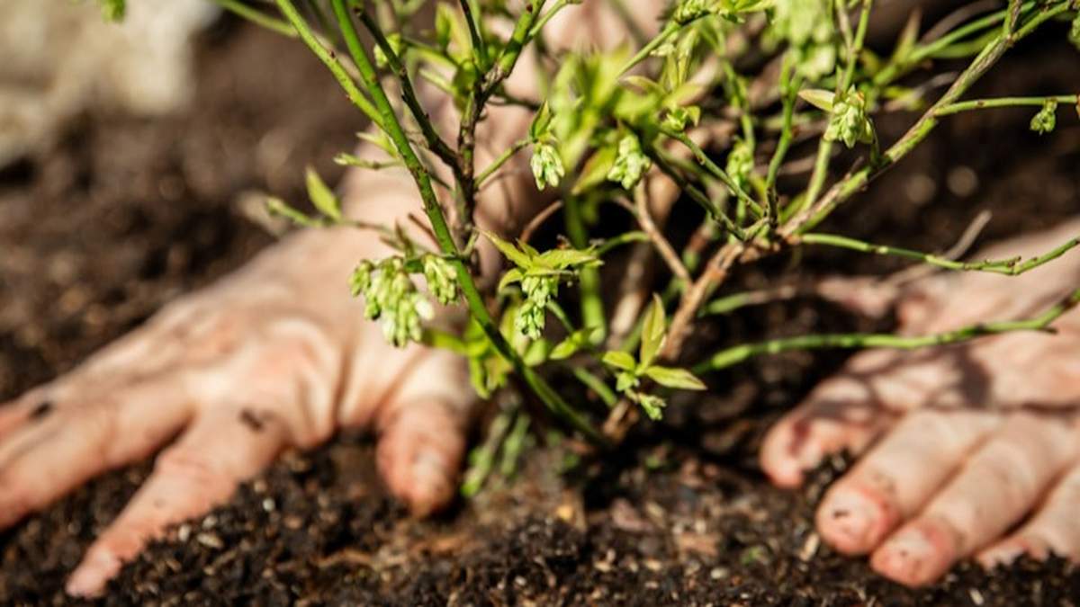 Borówka wymaga podłoża żyznego, próchniczego i kwaśnego
