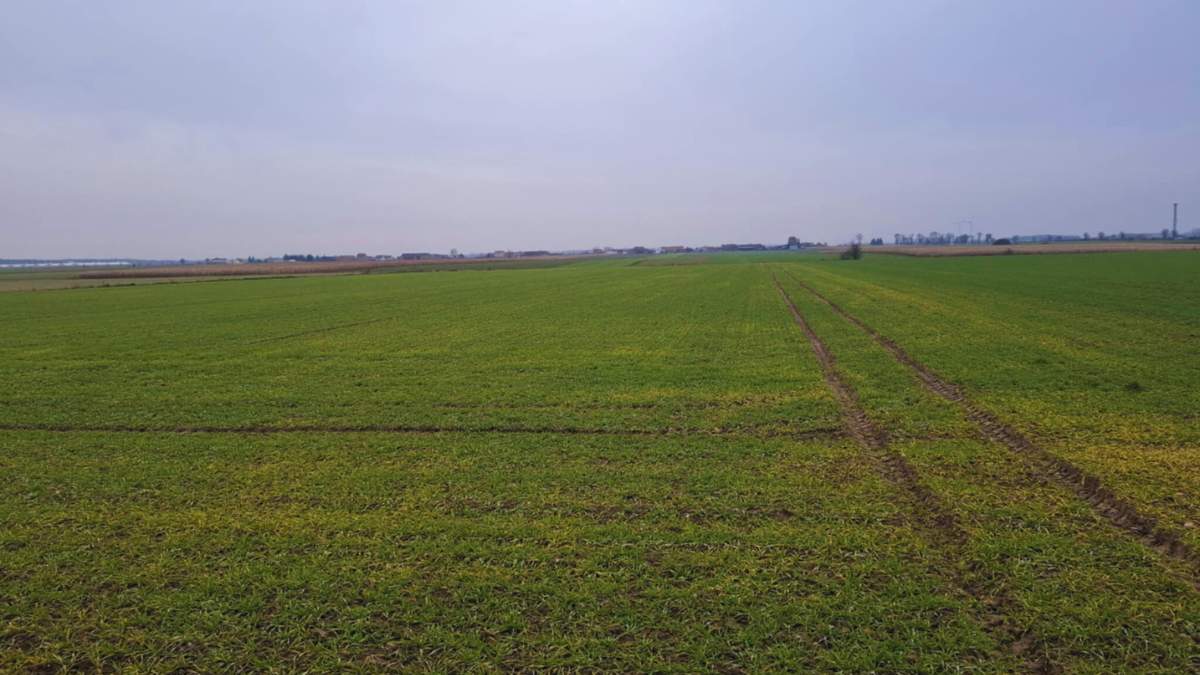 Przyczyny żółknięcia jęczmienia