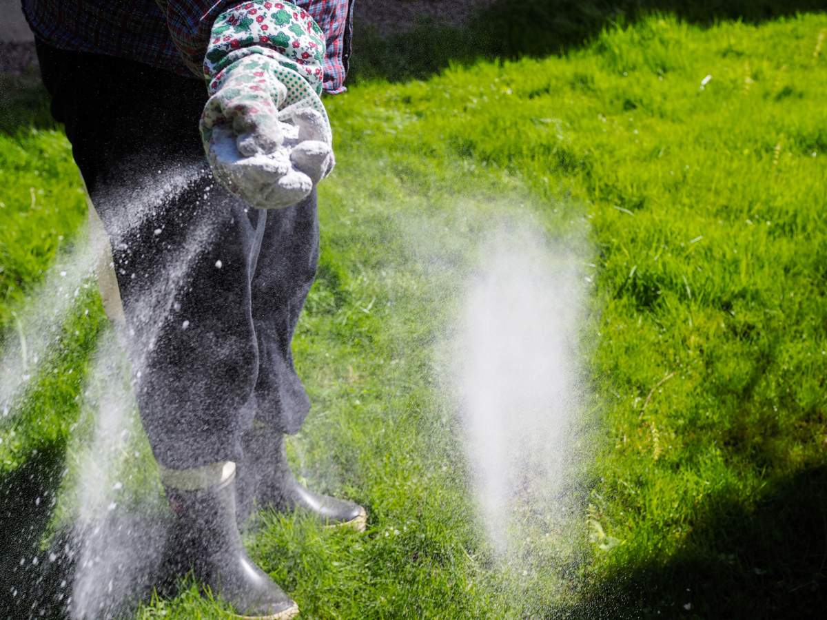 Wapnowanie trawnika należy przeprowadzić tylko w przypadku nadmiernego zakwaszenia gleby