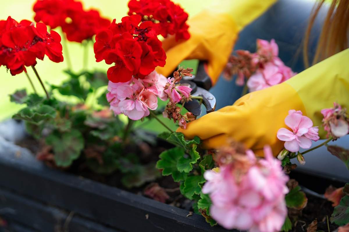 Pędy pelargonii pod ukorzenianie pobiera się zazwyczaj od sierpnia do września