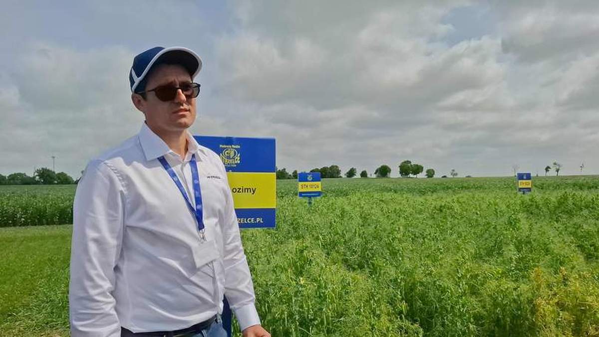 Podczas tegorocznych Dni Pola w Strzelcach przedstawiono wiele odmian roślin, które mogą dobrze plonować. Jedną z nich był groch ozimy.