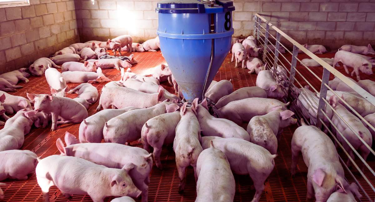 Rozwiązaniem na dziś dla hodowców świń jest zwiększenie skali produkcji, które obniży koszt jednostkowy, a zwiększy zysk ogólny. A jeżeli nie ma możliwości rozbudowy, pozostaje zrzeszanie się producentów - tłumaczy Bartosz Czarniak z POLSUS