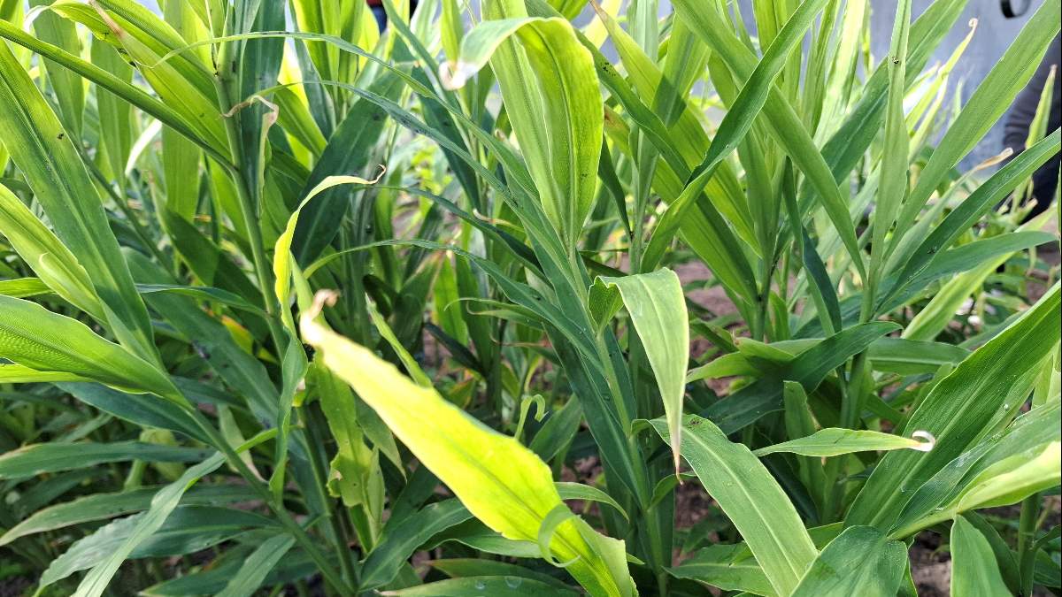 Naukowcy z Uniwersytetu Przyrodniczego w Poznaniu - prof. dr hab. Piotr Szulc i prof. dr hab. Joanna Kobus-Cisowska we współpracy z Barbarą Majoch z firmy AgriSmart prowadzą badania nad uprawą imbiru w polskich warunkach