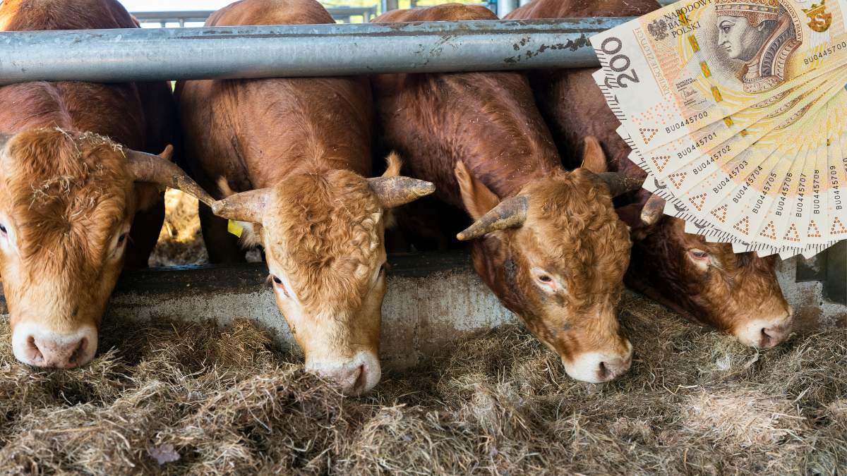 Zatrzymani zostali mężczyźni, którzy mieli oszukiwać rolników na skupie bydła