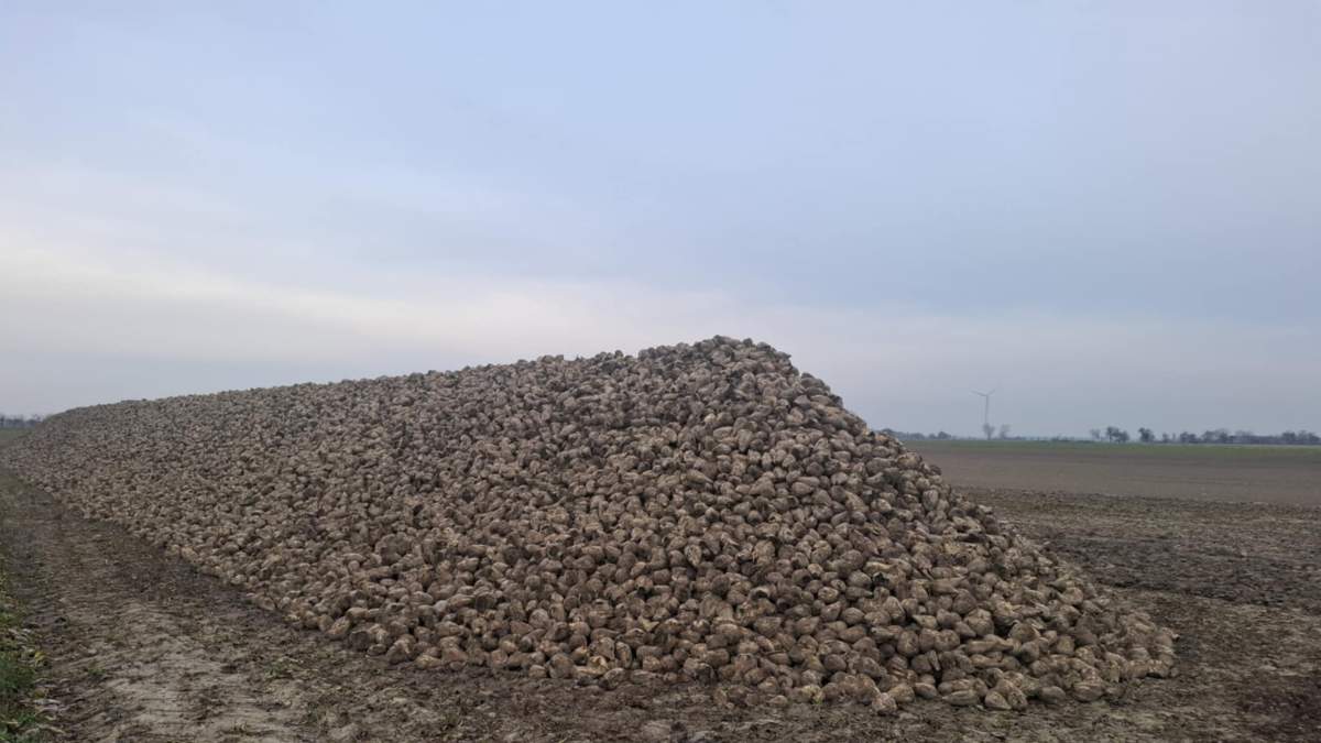 W tym regionie większość buraków cukrowych została wykopana. Rolnicy zdążyli przed opadami śniegu 