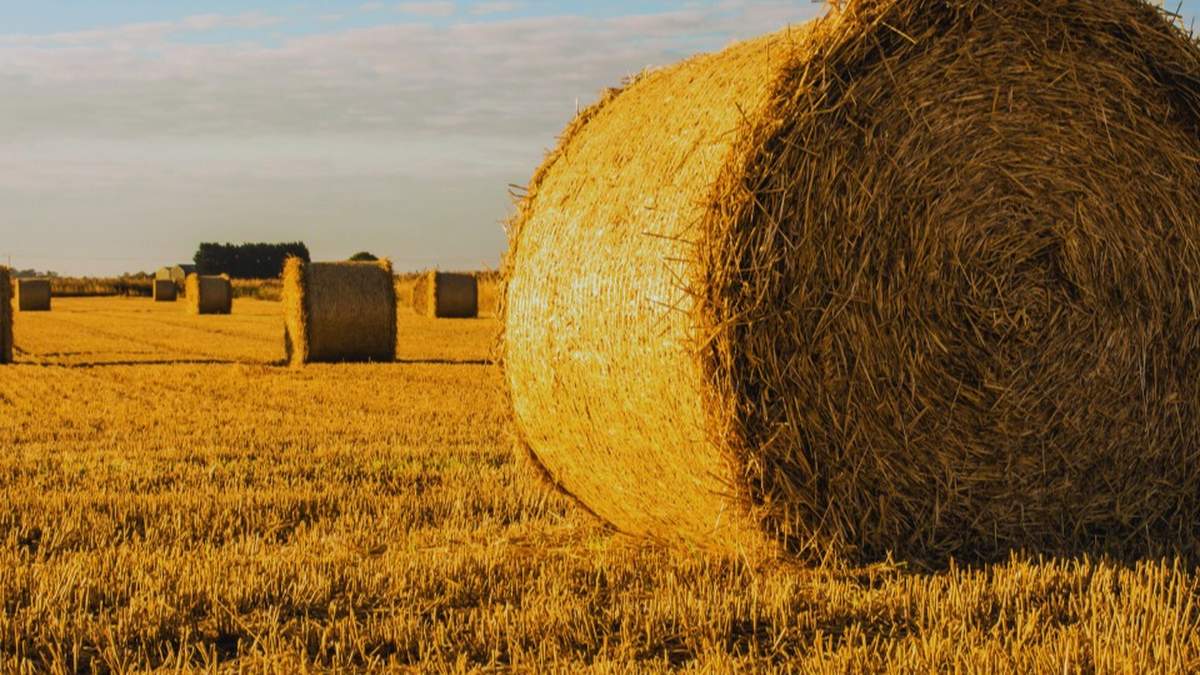 Po ile słoma ze zbiorów 2025?