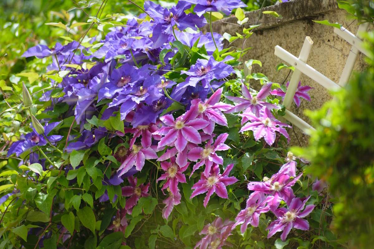 Powojniki (Clematis) to ozdobne pnącza o dużych, bujnych kwiatach. Idealne na kraty, podpory i pergole