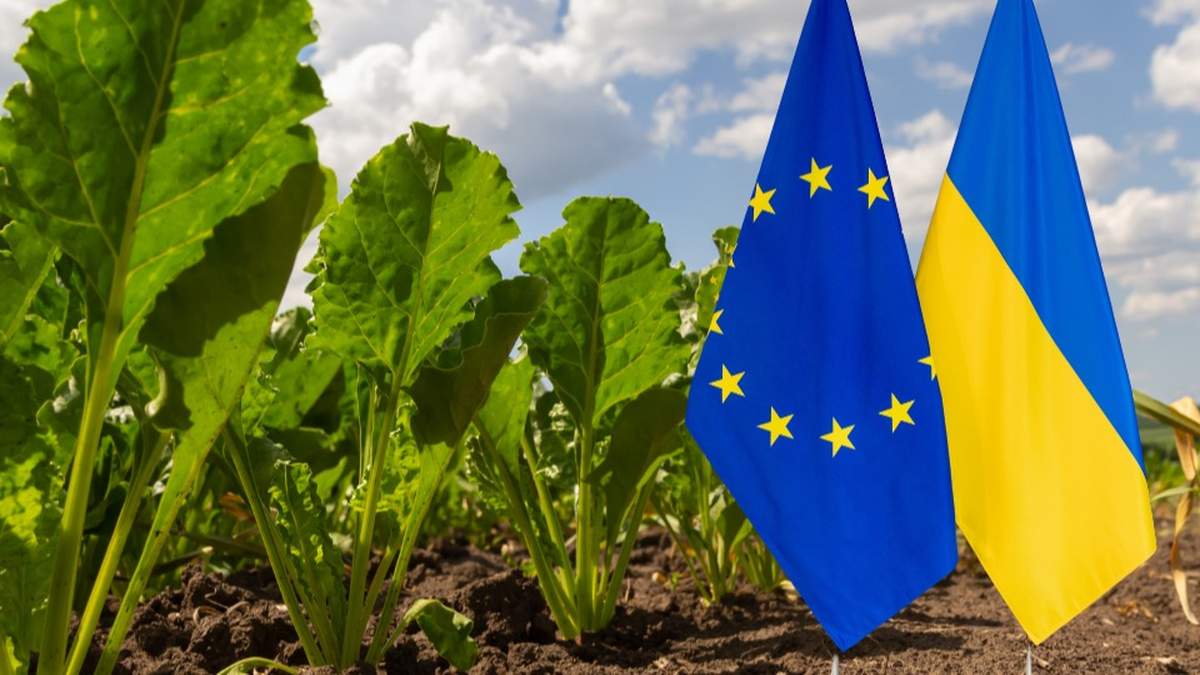 - Ukraińskie limity to gaszenie pożaru benzyną - tak o nowych kontyngentach taryfowych dla Ukrainy mówi rolnik i działacz związkowy Antoni Grzebisz