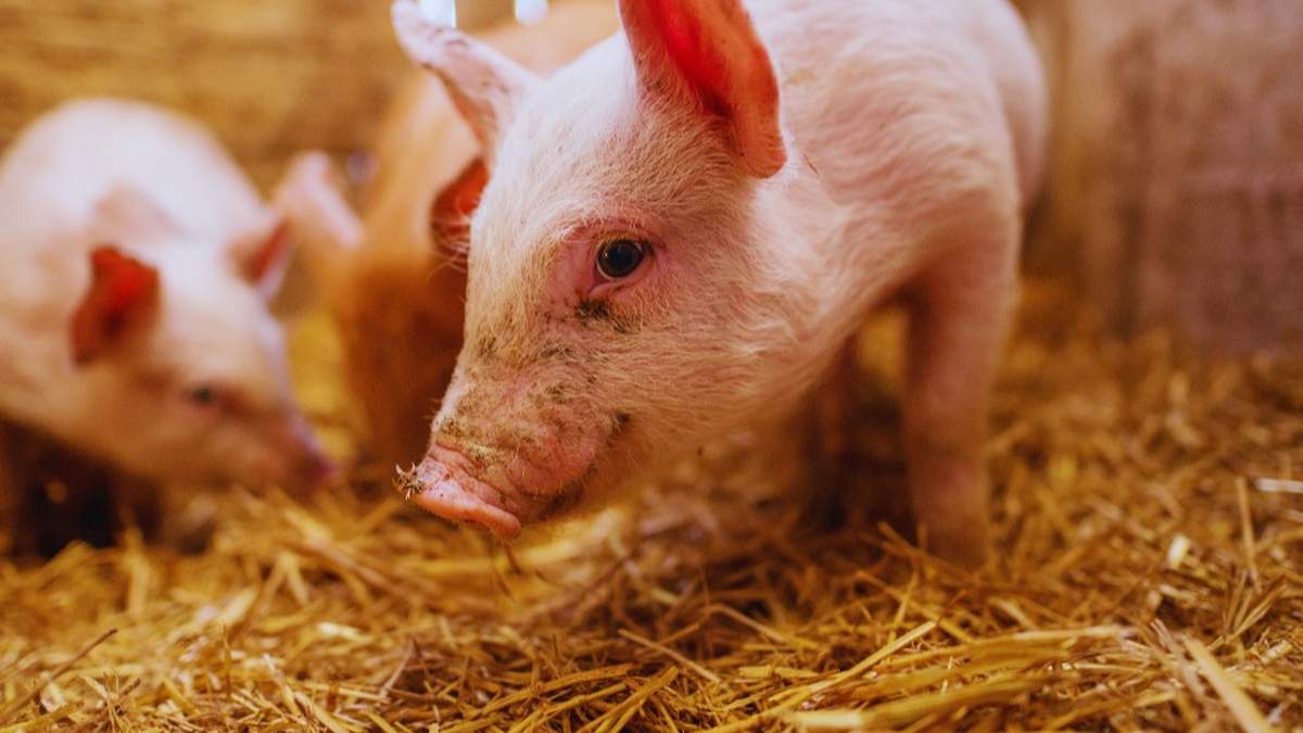 Rolnicy muszą o tym pamiętać przy dokonywaniu spisu świń dla ARIMR