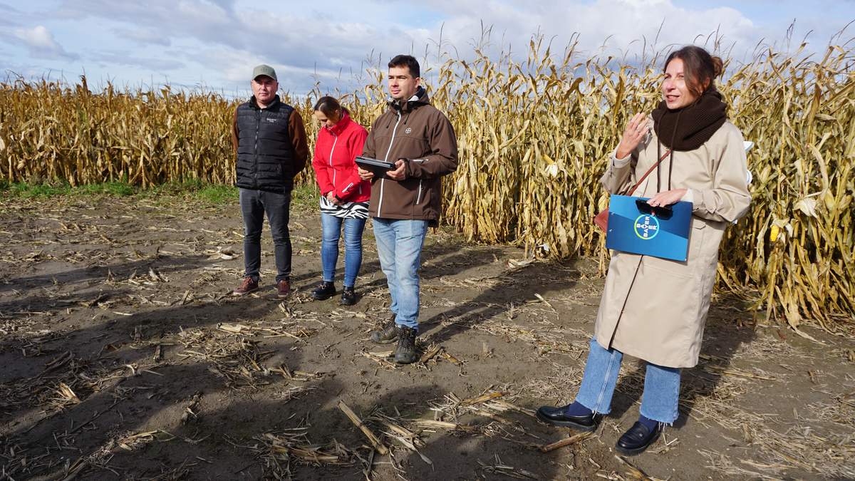 Postawili na kukurydzę. Jakie odmiany na ziarno, a jakie na kiszonkę?