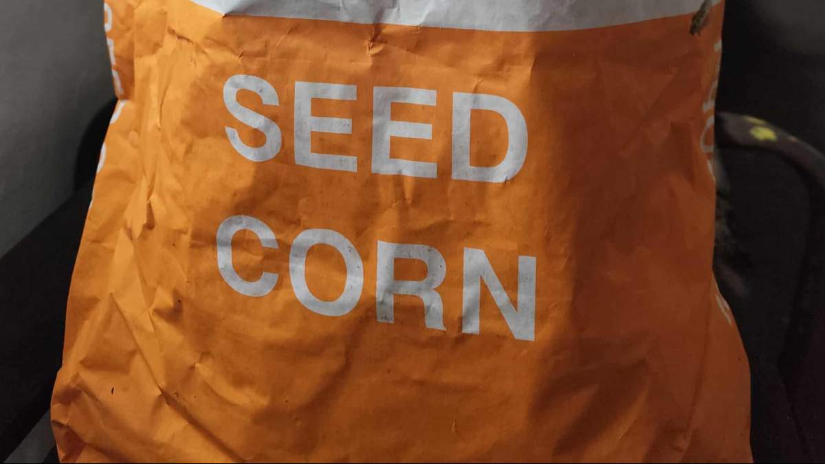 FAO kukurydzy - ważny czynnik przy doborze odmian