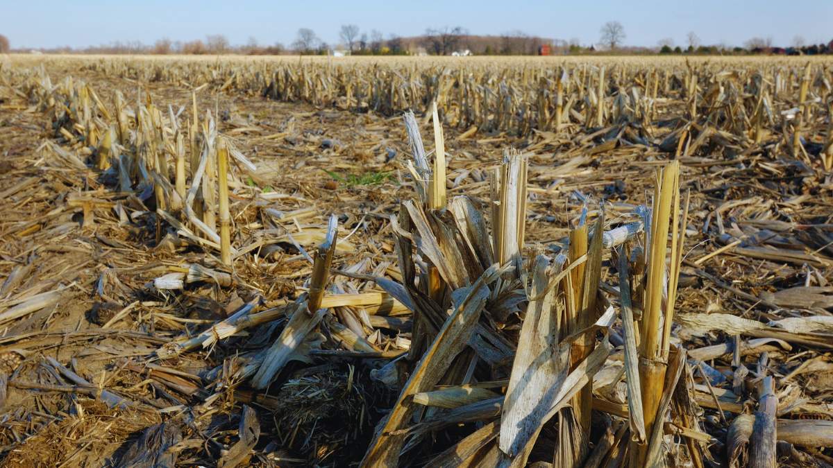 Wapnowanie gleb późną jesienią - czy to dobre rozwiązanie?
