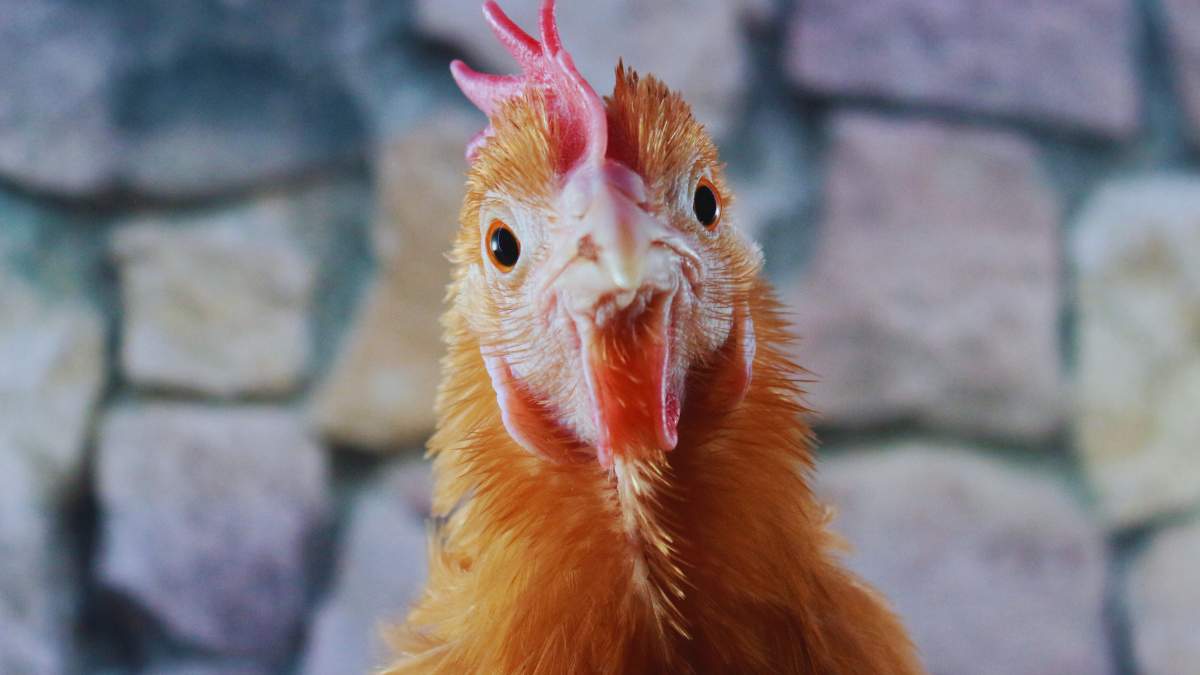 Rzekomy pomór drobiu nie odpuszcza