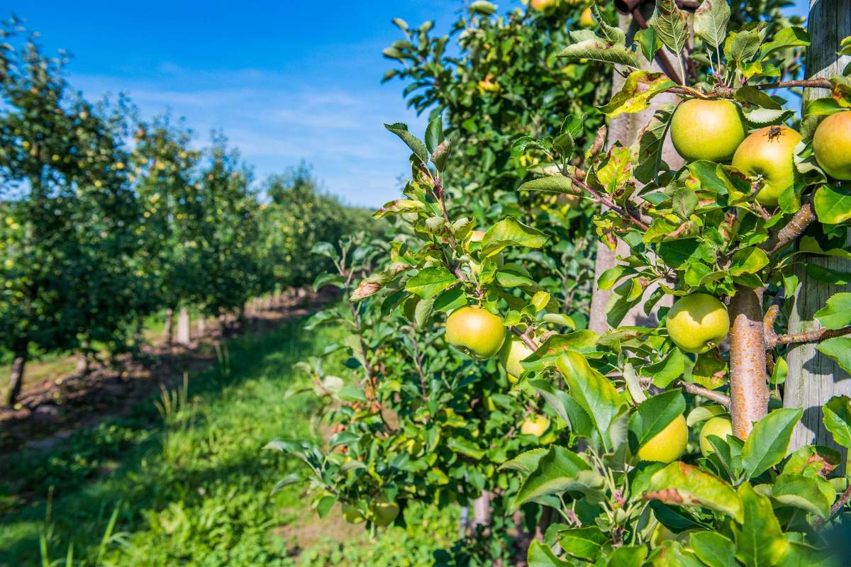 Drzewa owocowe potrzebują odpowiedniego sąsiedztwa. Które gatunki można sadzić obok siebie?