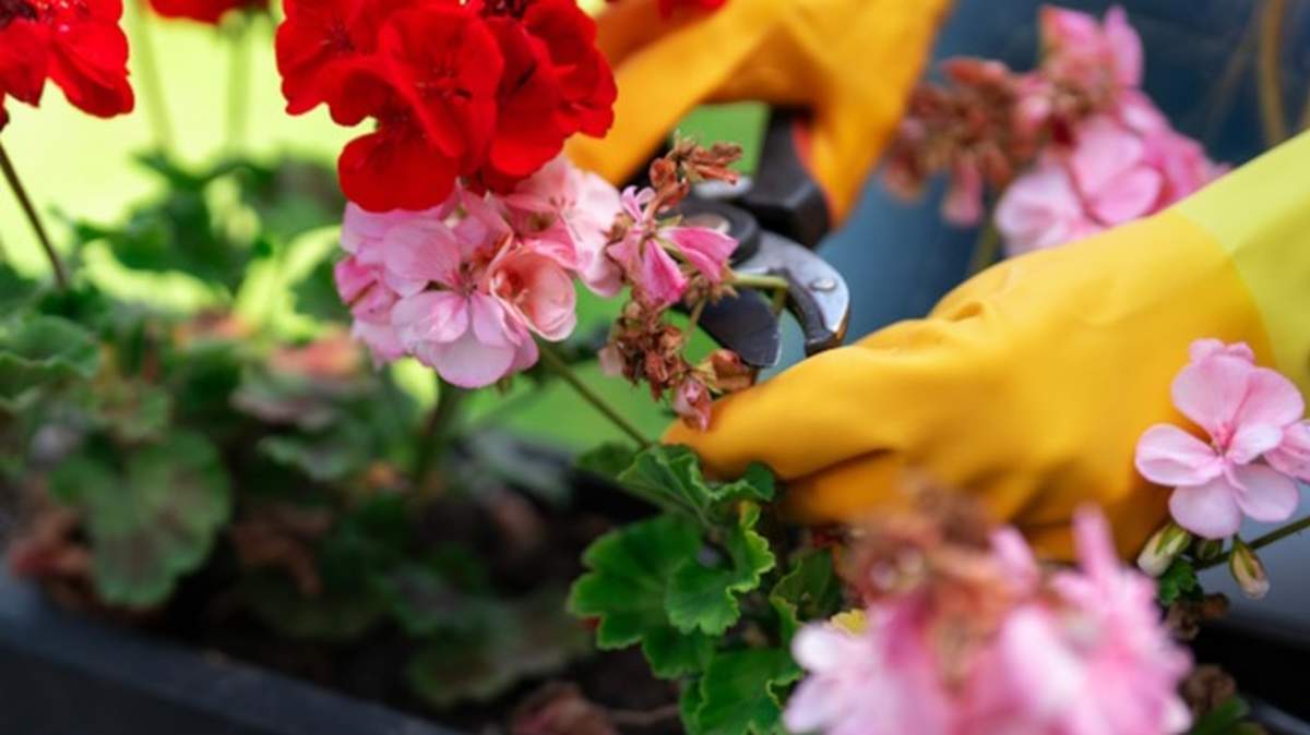 Pędy pelargonii pod ukorzenianie pobiera się zazwyczaj od sierpnia do września