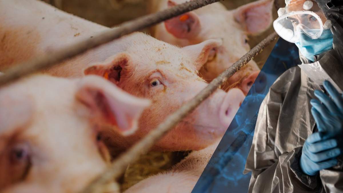 Stado świń zostało zakażone w ostatnich dniach w woj. lubelskim. Jest to już trzecie ognisko na Lubelszczyźnie