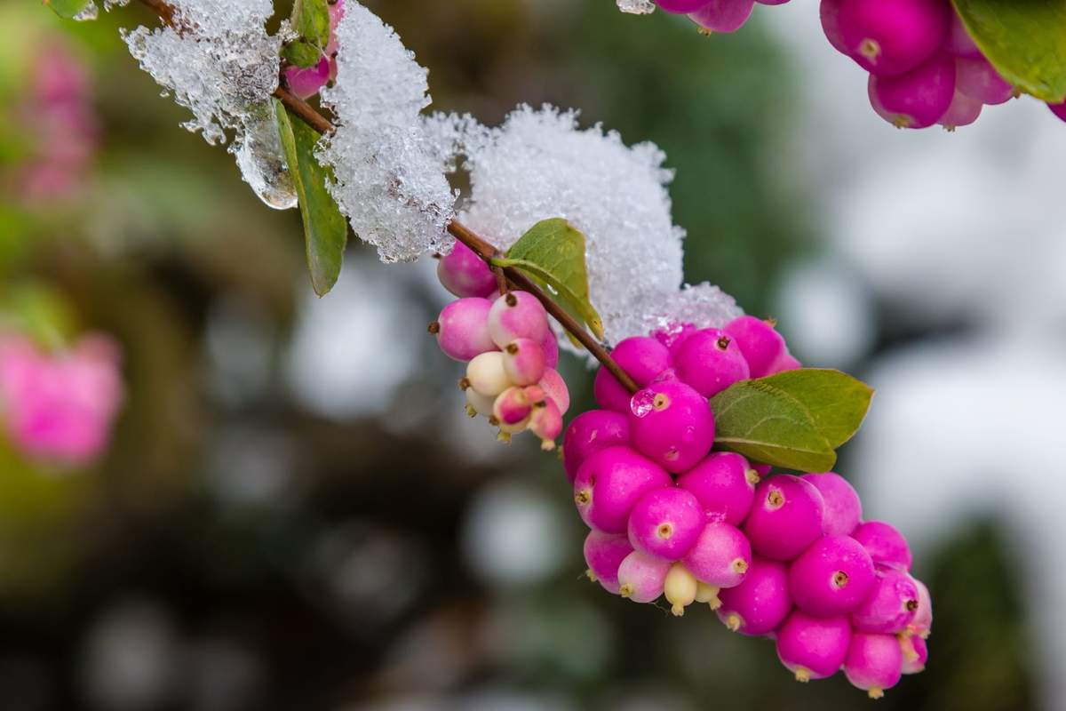 Śnieguliczka koralowa to krzew, który najpiękniej wygląda zimą