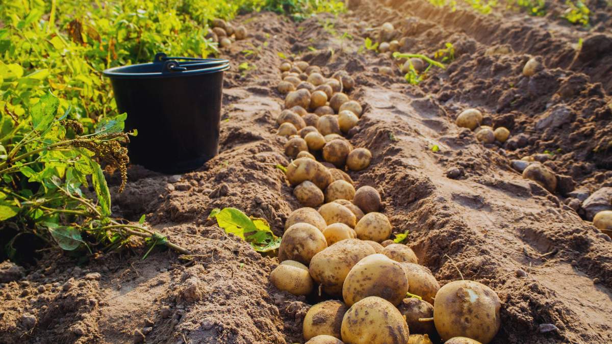 Plantatorzy ziemniaków w tarapatach. Jest apel o interwencje