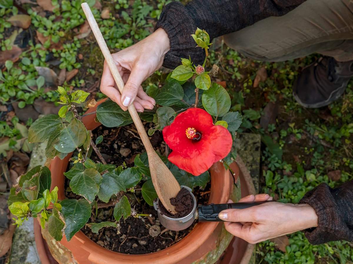 Fusy po kawie można podawać pod hibiskusa w formie sypkiej lub płynnej, po wystudzeniu