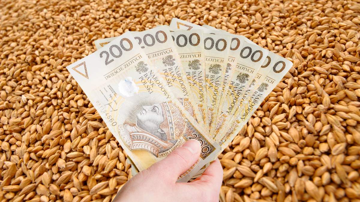 Aktualne oferty pośredników zajmujących się handlem zbożami nie zachwycają plantatorów.