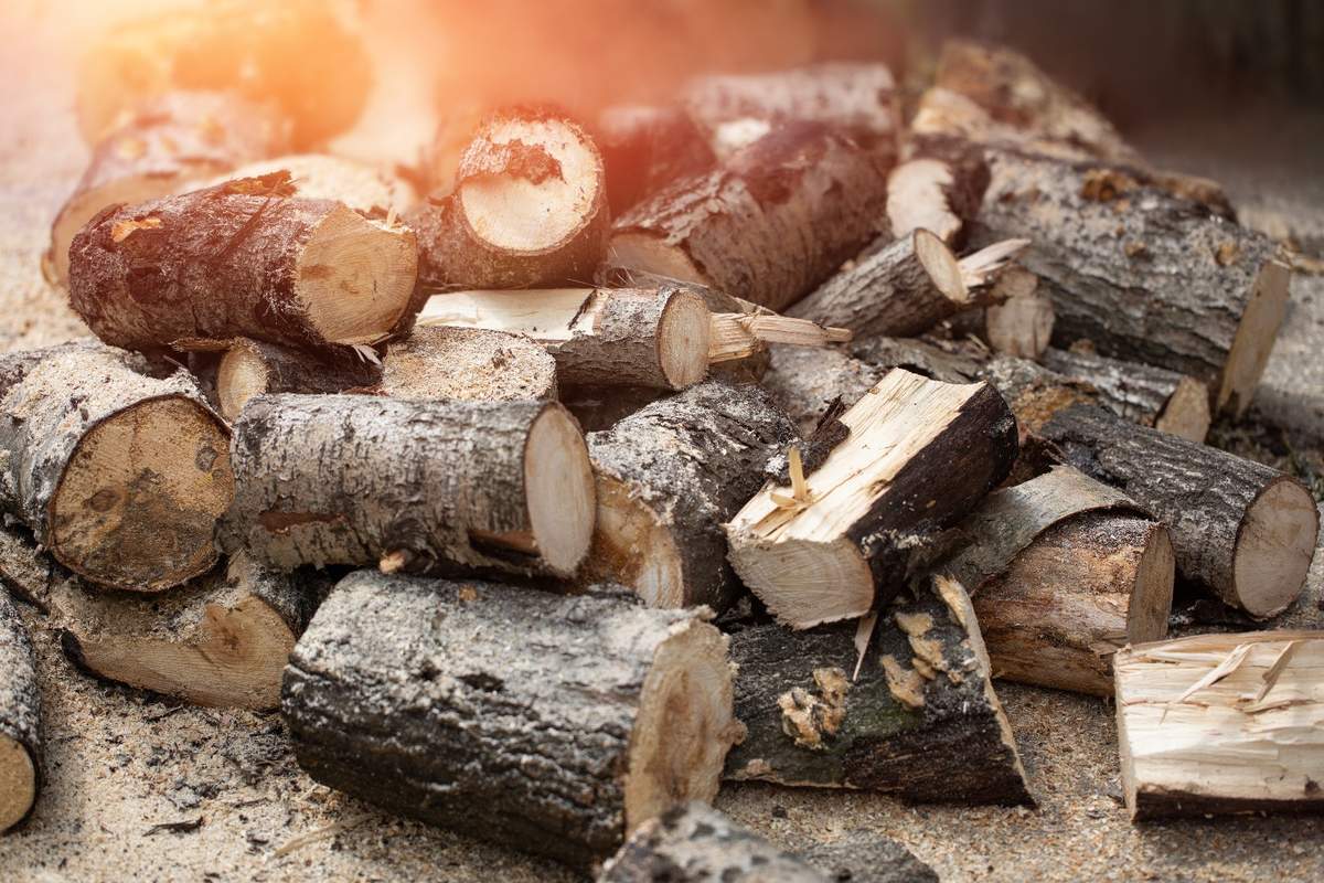Ile kosztuje drewno opałowe. Sprawdzamy aktualne ceny w nadleśnictwach