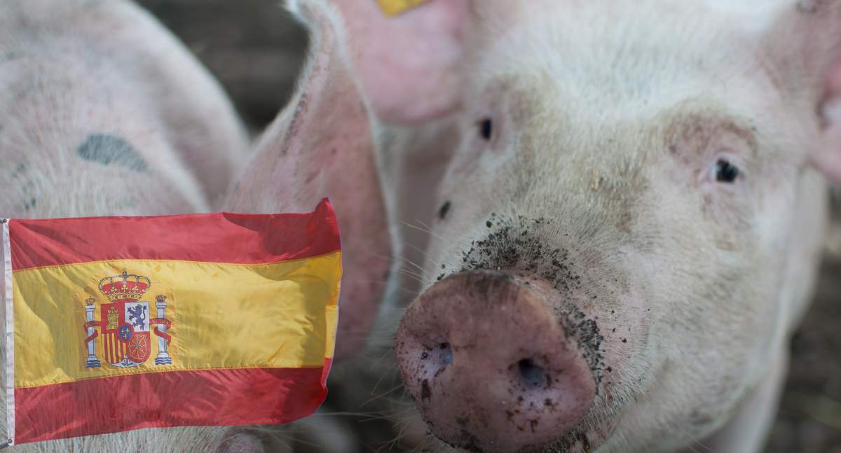 W najgorszych scenariuszach przewiduje się zalew unijnego rynku hiszpańską wieprzowiną. Jak wykryte ogniska ASF w okolicach Barcelony wpłynęły na niemieckie giełdy?