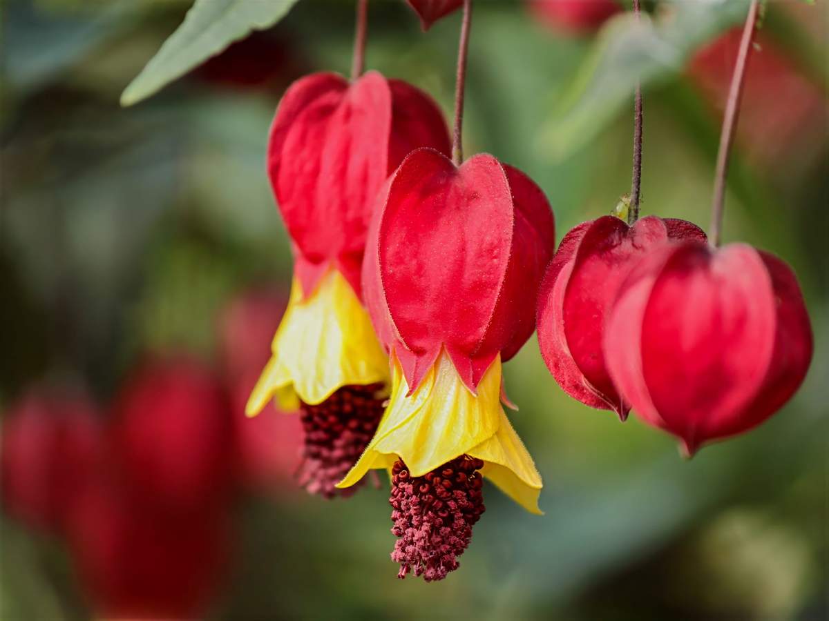 Abutilon to egzotyczna roślina posiadająca oryginalne kwiaty