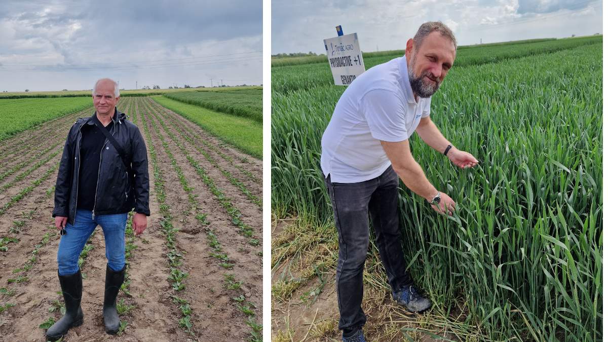 Rolnik Robert Czyżkowski i ekspert Timac Agro Piotr Kotowski zwrócili uwagę na to, że w czasach, gdy doskwiera plantacjom susza, niezwykle ważny jest dobre rozwinięty system korzeniowy