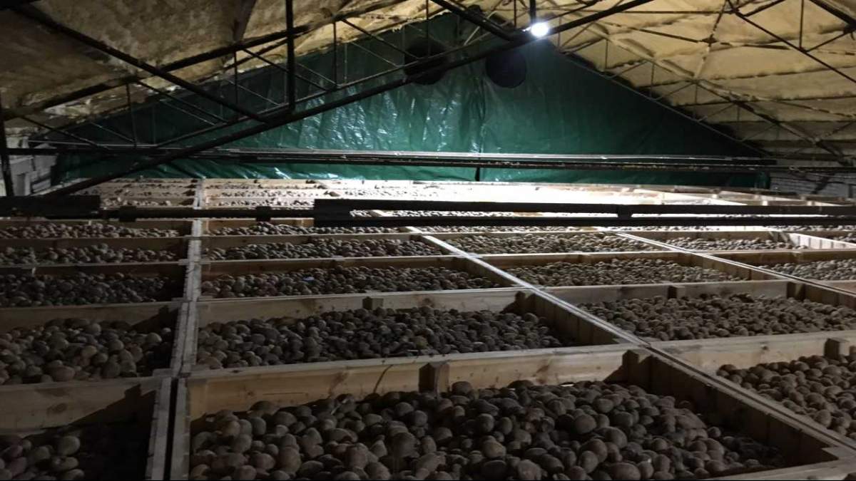 Ziemniaki w skrzyniopaletach