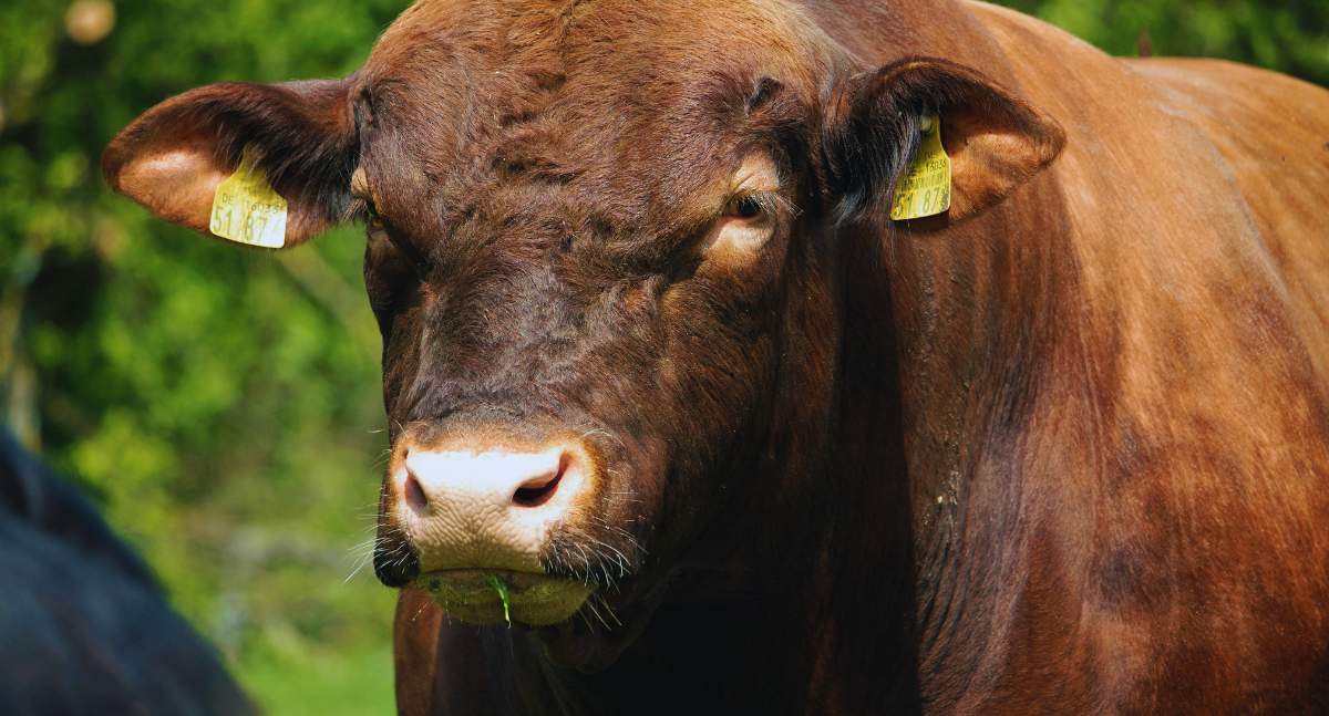 Branża wskazuje, dlaczego należy podwyższyć dopłatę do czystorasowych buhajów. Czy resort rolnictwa zgodzi się na tę zmianę?