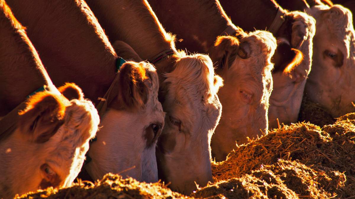 Choroba guzowatej skóry bydła zgodnie z prawem unijnym podlega obowiązkowi zwalczania. W ognisku wystąpienia choroby zwierzęta są zabijane, aby uniemożliwić rozprzestrzenianie się choroby, a zwłoki są unieszkodliwiane. 