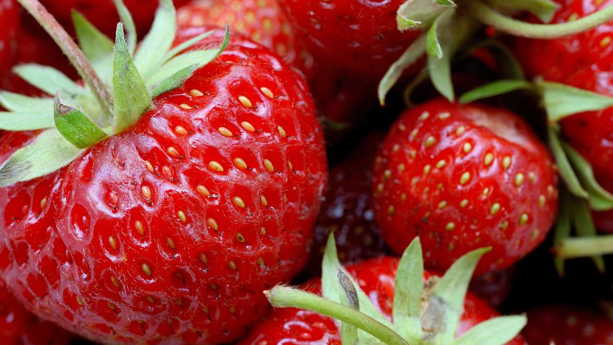Truskawki po zakończonym owocowaniu wymagają kilku zabiegów pielęgnacyjnych